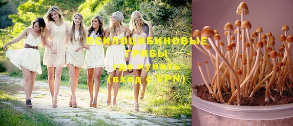 ПСИЛОЦИБИНОВЫЕ ГРИБЫ Тында